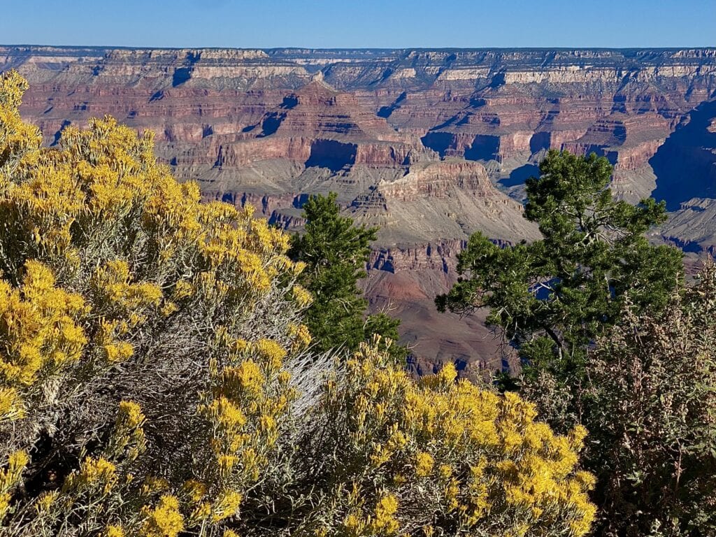 Yellow Flowers and Grand Canyon View at Mather Point on Las Vegas to the Grand Canyon Family Road Trip
