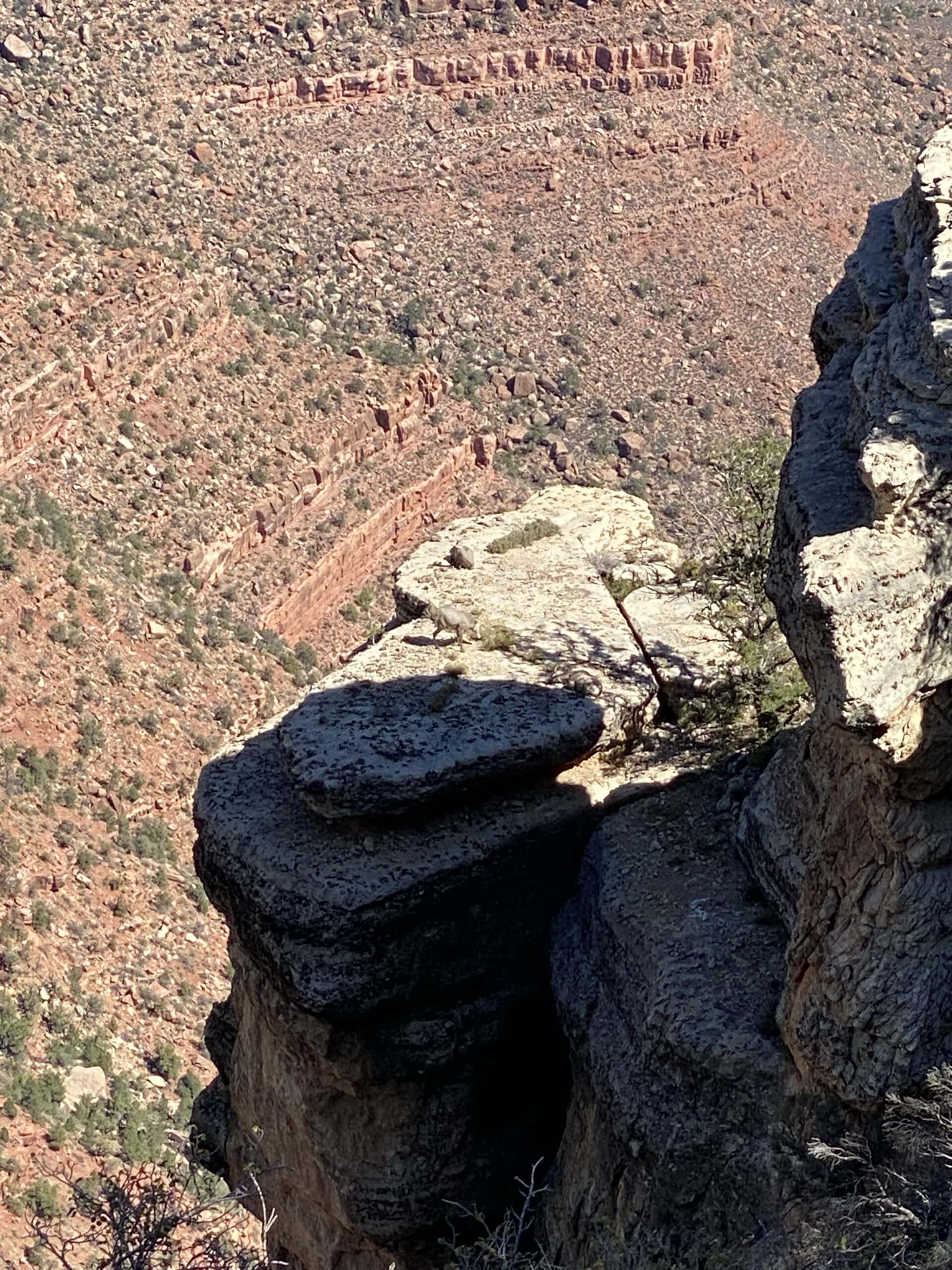 Las Vegas to the Grand Canyon Bighorn Sheep on a ledge