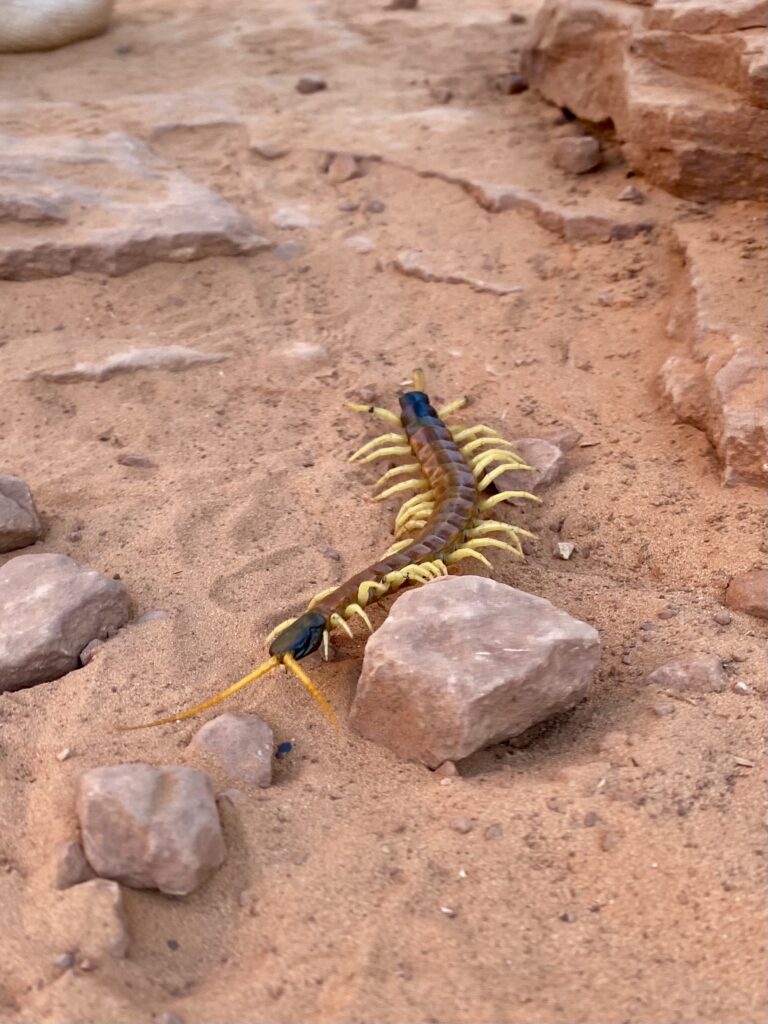 Desert Centipede crawling across a rock on our Sedona Adventure