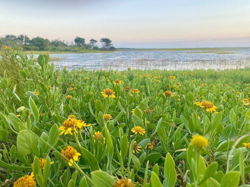 A field of yellow wildflowers blooming along the marshy shoreline in Kure Beach, NC, with calm waters and trees in the background.