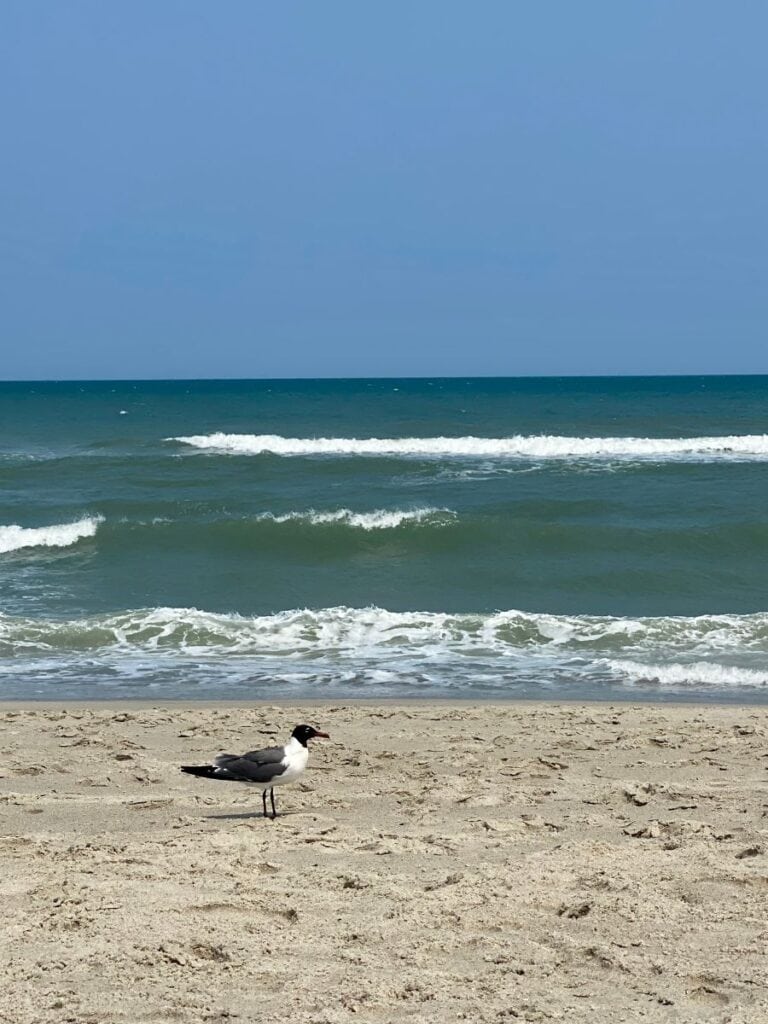 A lone seagull stands on the sandy shore with the turquoise waves of Kure Beach, NC, rolling in the background.