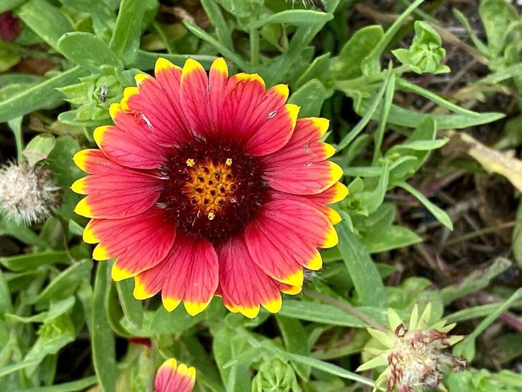 Close-up of a red and yellow blanket flower surrounded by greenery, showcasing the vibrant flora on the Basin Trail near Kure Beach, NC.