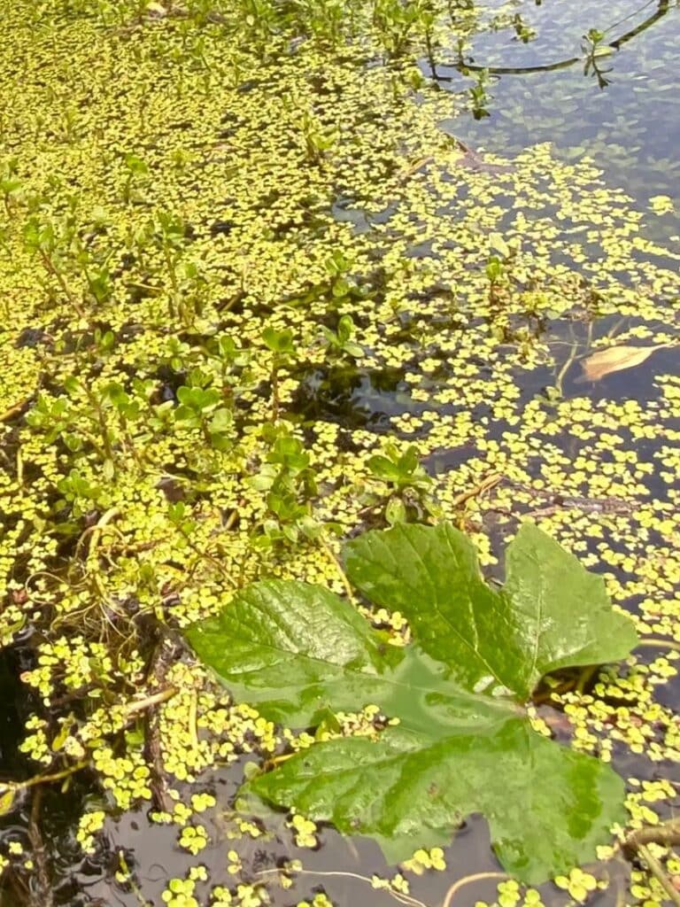 right green aquatic plants and small yellow floating leaves fill a serene wetland area along Basin Trail near Kure Beach, NC.