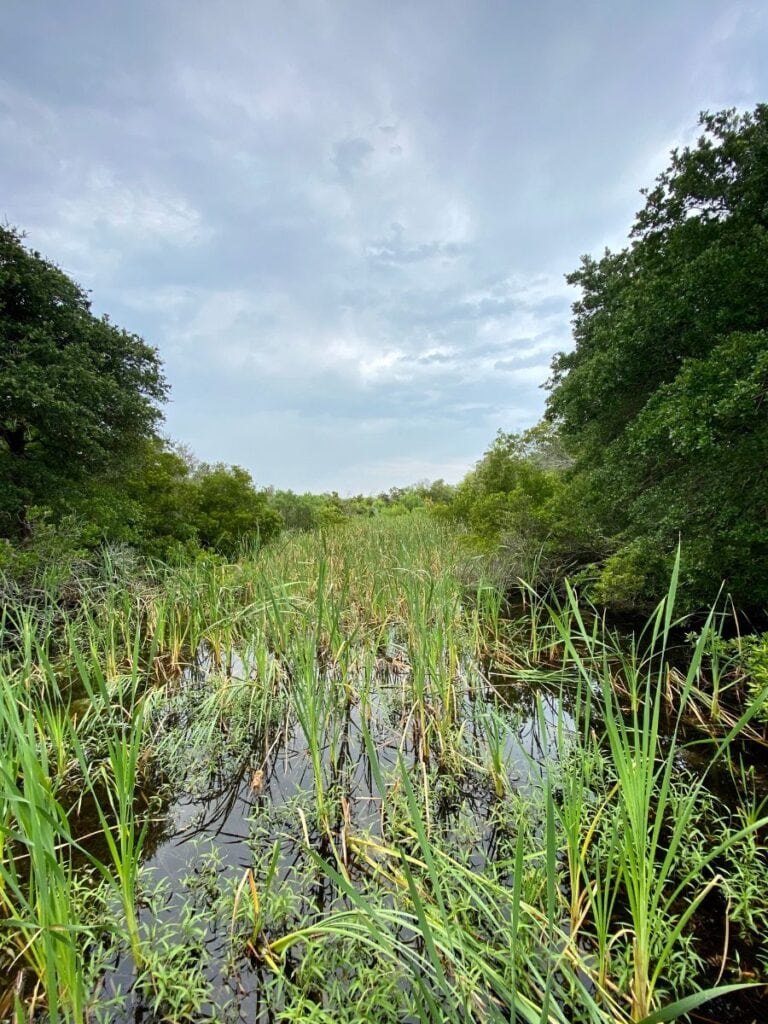 A scenic wetland area featuring tall reeds and grasses with trees lining the background, under an overcast sky on Basin Trail.