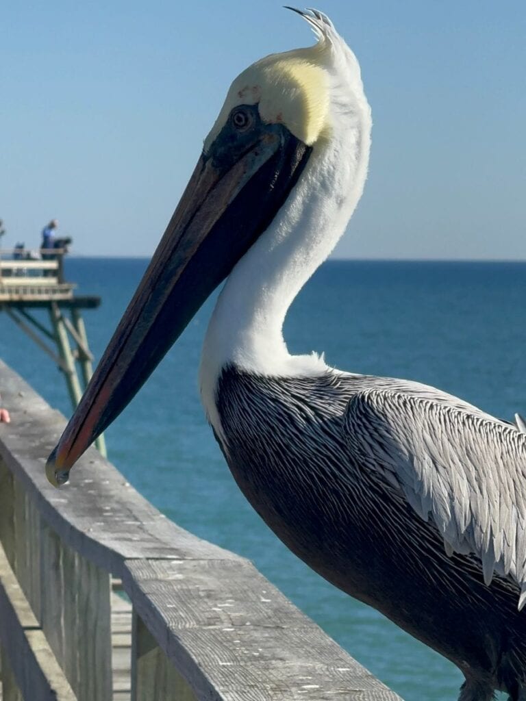 A close-up of a pelican perched on the railing of Kure Beach Fishing Pier, with the ocean and parts of the pier visible in the background.