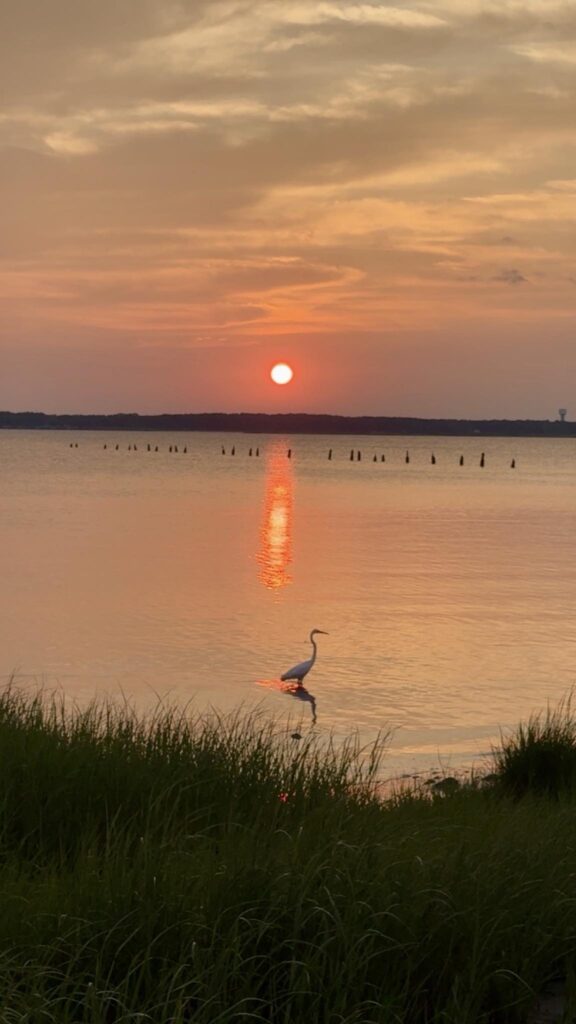 Ibis at sunset in front of Riverview Restaurant, one of the most scenic gluten free restaurants in Kure Beach